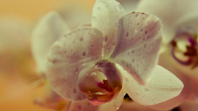 %ec%84%a0%ec%9a%b0%ec%a0%95%ec%95%84-sunwoo-jung-a-%eb%b4%84%ec%b2%98%eb%85%80-spring-girls-mv-0-45