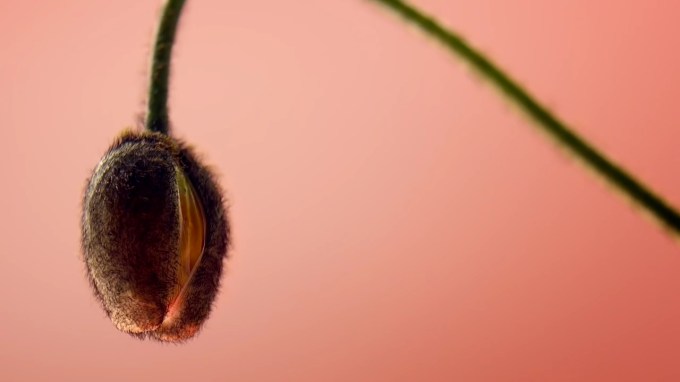 %ec%84%a0%ec%9a%b0%ec%a0%95%ec%95%84-sunwoo-jung-a-%eb%b4%84%ec%b2%98%eb%85%80-spring-girls-mv-2-01